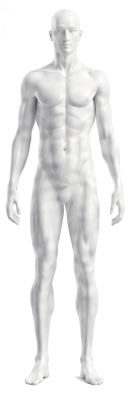 Full-body anatomical model standing front-on, with the lumbar spine, hip and knee marked